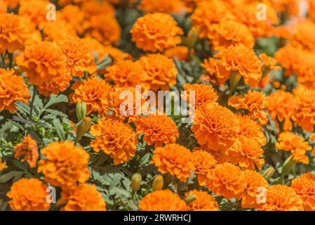 Nahaufnahme der wunderschönen Ringelblumenblüten im Stadtpark. Stockfoto