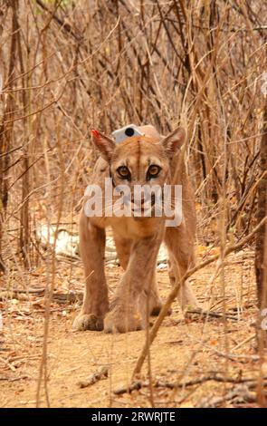 Ein weiblicher Berglöwe mit GPS-Kragen im trockenen Wald Ecuadors Stockfoto