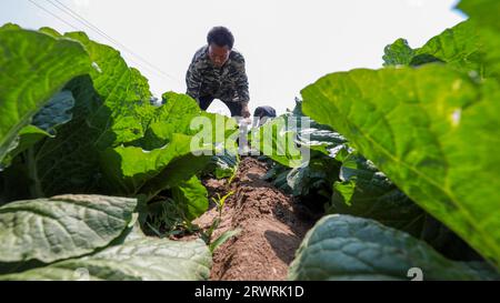 LUANNAN COUNTY, China - 23. Mai 2022: Farmers are Harvesting Chinese Cabbage in the Fields, North China Stockfoto