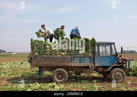 LUANNAN COUNTY, China - 23. Mai 2022: Farmers are Harvesting Chinese Cabbage in the Fields, North China Stockfoto