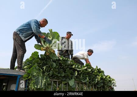 LUANNAN COUNTY, China - 23. Mai 2022: Farmers are Harvesting Chinese Cabbage in the Fields, North China Stockfoto