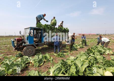 LUANNAN COUNTY, China - 23. Mai 2022: Farmers are Harvesting Chinese Cabbage in the Fields, North China Stockfoto