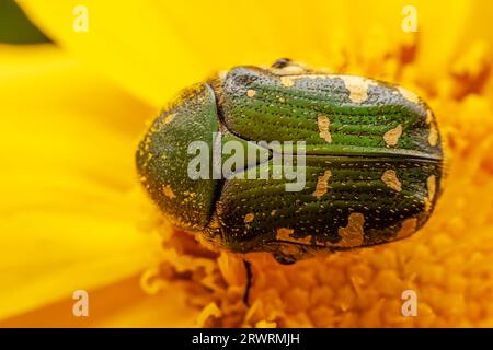 Oxycetonia jucunda Faldermann saugt Nektar an gelben Blüten Stockfoto