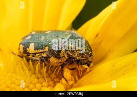 Oxycetonia jucunda Faldermann saugt Nektar an gelben Blüten Stockfoto