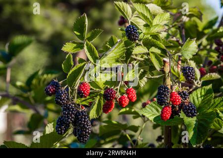 Brombeeren zwischen den Blättern auf einem Zweig auf dem Busch, polnische Obstgärten, gesunde polnische Lebensmittel, Grafschaft podkarpackie, Polen Stockfoto