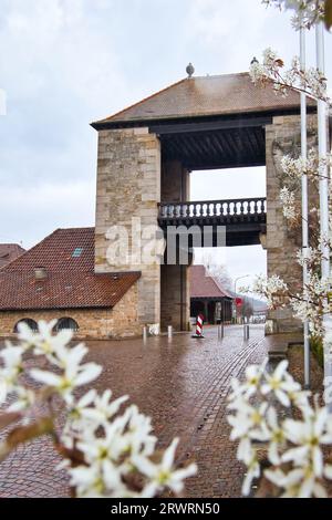 Schweigen-Rechtenbach, Deutschland - 5. April 2021: Weiße Blumen rund um das Deutsche Weintor an einem regnerischen Tag in Schweigen Rechtenbach, Ger Stockfoto