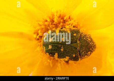 Oxycetonia jucunda Faldermann saugt Nektar an gelben Blüten Stockfoto