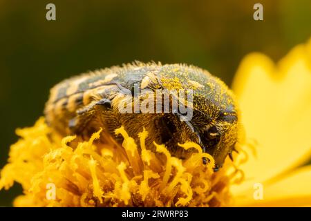 Oxycetonia jucunda Faldermann saugt Nektar an gelben Blüten Stockfoto
