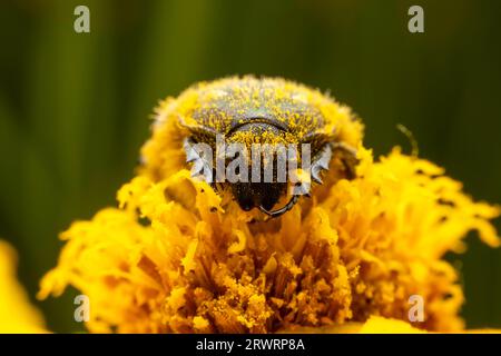 Oxycetonia jucunda Faldermann saugt Nektar an gelben Blüten Stockfoto