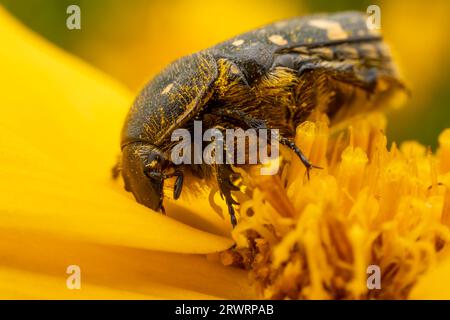 Oxycetonia jucunda Faldermann saugt Nektar an gelben Blüten Stockfoto