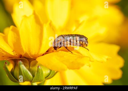 Oxycetonia jucunda Faldermann saugt Nektar an gelben Blüten Stockfoto