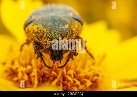 Oxycetonia jucunda Faldermann saugt Nektar an gelben Blüten Stockfoto
