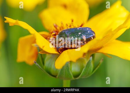 Oxycetonia jucunda Faldermann saugt Nektar an gelben Blüten Stockfoto