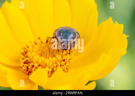 Oxycetonia jucunda Faldermann saugt Nektar an gelben Blüten Stockfoto
