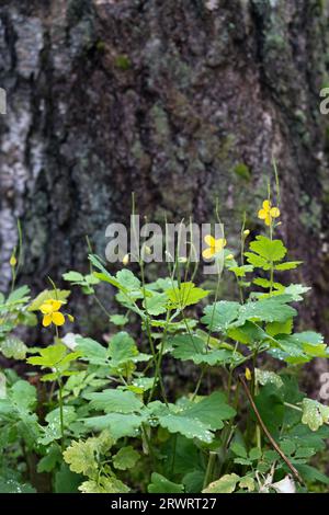 Hypericum Perforatum Johanniskraut Stockfoto