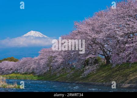 Fuji am blauen Himmel und Kirschblüten in Ryuganbuchi am Juni River Stockfoto