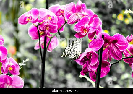 Schöne Idee Leukonoe Schmetterling auf den grünen Blättern im Garten. Schmetterlinge. Schwarzweiß-Effekt Stockfoto