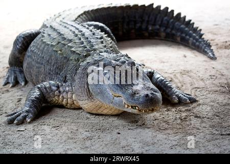 Krokodil in der Wildnis auf einer Lichtung Stockfoto