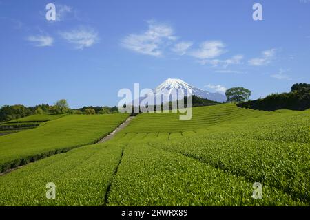 Teefeld und Mt. Fuji mit blauem Himmel und Wolken Stockfoto