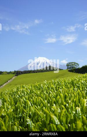Neue Teeblätter, Mt. Fuji und blauer Himmel Stockfoto