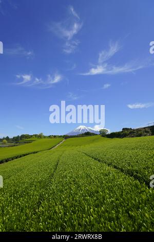 Teefeld und Mt. Fuji mit blauem Himmel und Wolken Stockfoto