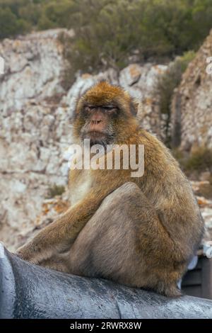 Portrait von barbary Macaques. Gibraltar-Affen eine wichtige Touristenattraktion auf der Spitze des Felsens von Gibraltar. Nahaufnahme einer wilden Makaken Stockfoto