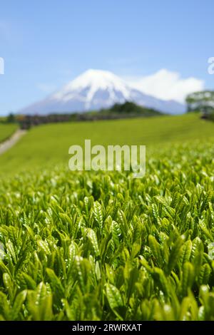 Neue Teeblätter, Mt. Fuji und blauer Himmel Stockfoto