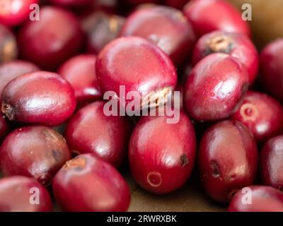 Eine Masse glänzend reifer, roter Arabica-Kaffeekirschen, jeweils zwei Bohnen oder Samen, die getrocknet und geröstet werden können Stockfoto