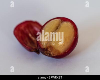 Kaffeebohnen in der roten Schale Kaffee-Kirschfrucht in Scheiben geschnitten Stockfoto