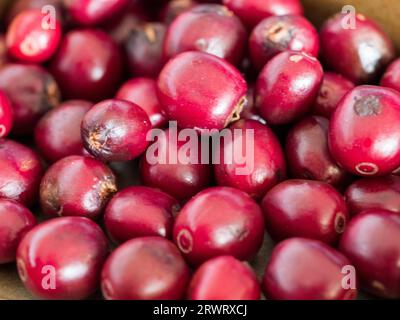 Eine Masse reifer roter Arabica-Kaffeekirschen, jeweils zwei Bohnen oder Samen, die getrocknet und geröstet werden können Stockfoto