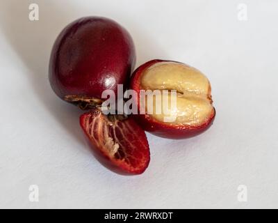 Eine rote Kaffeekirschenfrucht, die in Scheiben geschnitten wird, um die beiden Bohnen oder Samen seitlich unter der Haut freizulegen Stockfoto