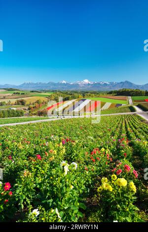 Shikisai no Oka und Tokachidake Mountain Range im Herbst Stockfoto