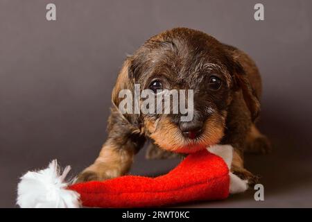 Dackel Welpen Stockfoto