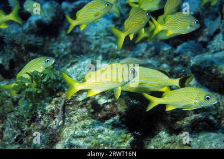 Französisch grunt, Cayo Largo Kuba Stockfoto