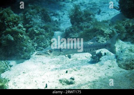 Großes Barracuda, Cayo Largo Kuba Stockfoto