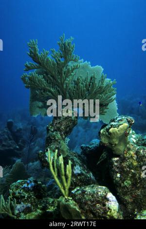 Coral Spot Reef, Cayo Largo Kuba Stockfoto