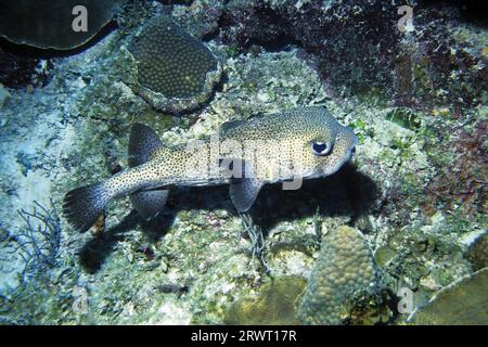 Gefleckter Hogfish, Cayo Largo Kuba Stockfoto