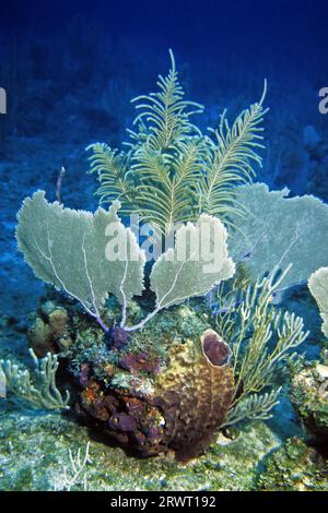 Coral Spot Reef, Cayo Largo Kuba Stockfoto