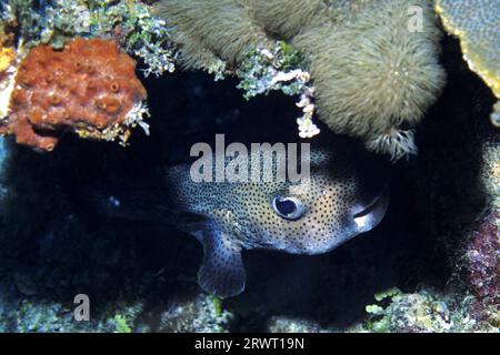 Schüchterner gefleckter Igelfisch im Versteck, Cayo Largo Kuba Stockfoto