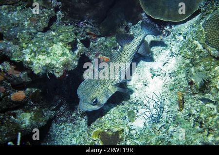 Gefleckter Hogfish, Cayo Largo Kuba Stockfoto