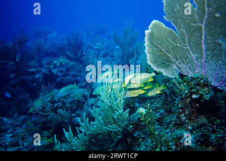 Schule der blau gestreiften und französischen Grunzen, Cayo Largo Cuba, Aquario Tauchplatz Stockfoto