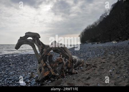 Kreideküste, Stubbenkammer, Stubnitz, Nationalpark Jasmund, Rügeninsel, Ostsee, Mecklenburg-Vorpommern Stockfoto