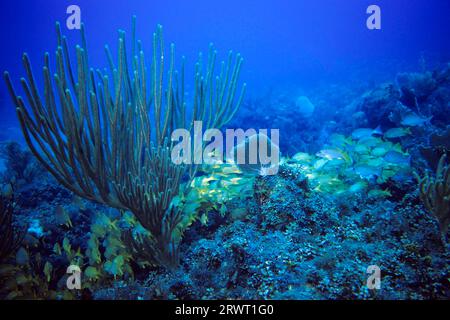 Schule der blau gestreiften und französischen Grunzen, Cayo Largo Cuba, Aquario Tauchplatz Stockfoto