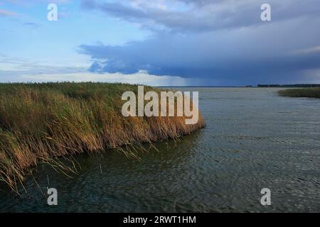 Am Saaler Bodden, Ahrenshoop Hafen, Fischland-Darss, Mecklenburg-Vorpommern Stockfoto