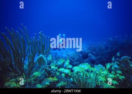 Taucher vor einer Schule von blau gestreiften und französischen Grunzen, Cayo Largo Cuba, Tauchplatz Aquario Stockfoto