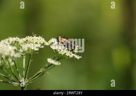 Tachina fera an einer nicht identifizierten Pflanze Stockfoto