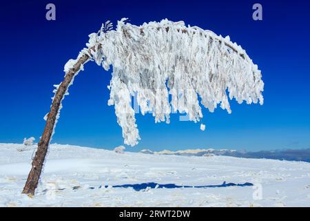 Fernsicht auf die Hakuba-Bergkette und die vom Gewicht des Eises gebogenen Bäume Stockfoto