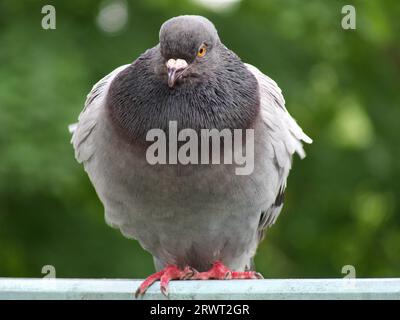 Eine Taube in hell- und dunkelgrauem Gefieder hat sich wegen der Morgenkälte aufgewirbelt Stockfoto