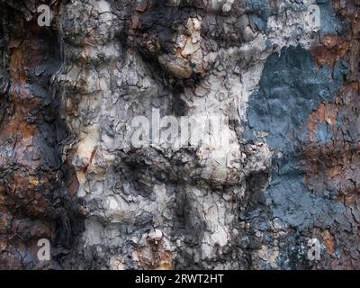 Bunte Pappelrinde in den Farben Blau, weiß, Schwarz, Braun Stockfoto