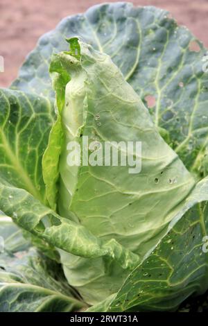 Spitzkohl, Detail, Gartenbett im Hintergrund Stockfoto